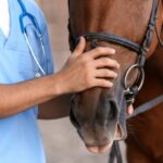 Argentina declara emergencia sanitaria por enfermedad que afecta a caballos