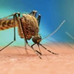 Argentina registra 280 muertes por dengue