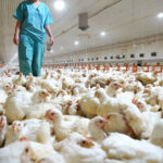 Colombia restringe entrada de carne de EE.UU. por gripe aviar
