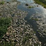 Miles de peces muertos despiertan preocupación en Brasil