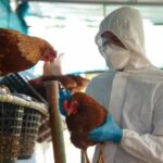 Brasil vacuna gripe aviar