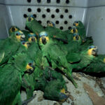 Megaoperativo frena tráfico de fauna en Brasil