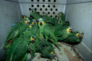 Megaoperativo tráfico fauna Brasil