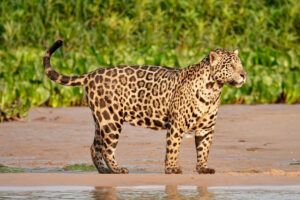 jaguares Costa Rica