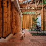 Bambú: el material milenario que revoluciona la construcción antisísmica