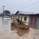 Perritos se aferran a una vaca para sobrevivir a inundaciones en Córdoba