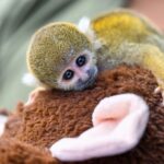 El “Punch peruano”: un mono fraile rescatado del cautiverio recibe un peluche como apoyo emocional