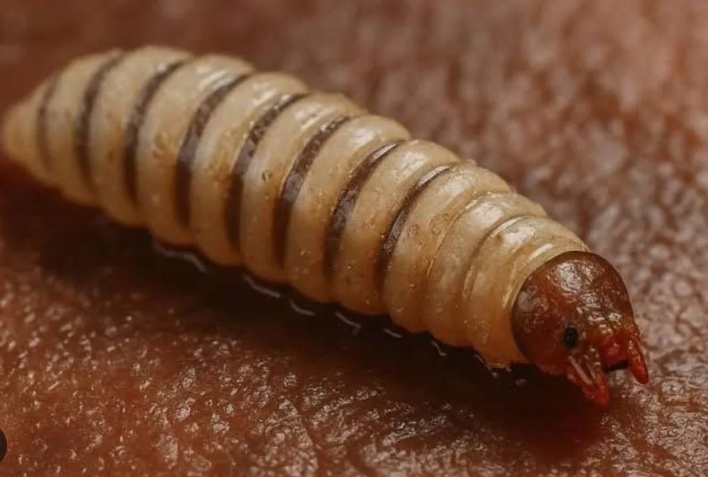 Muerte gusano barrenador Honduras