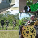 Ecosistemas bajo fuego, conflicto armado amenaza la fauna de Colombia