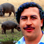 Colombia iniciará sacrificio de hipopótamos por crisis ecológica