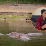 Gobierno Petro eliminará 80 hipopótamos de Pablo Escobar en Colombia por riesgo ambiental