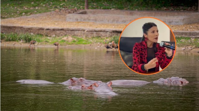 El Gobierno Petro eliminará cerca de 80 hipopótamos de Pablo Escobar en Colombia para frenar el daño ambiental y el crecimiento descontrolado de la especie.