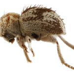 Descubren nueva especie de «escarabajo araña» en la costa de Perú