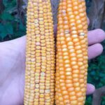 Déficit de granos básicos en El Salvador podría agravarse en ciclo 2026-2027, alerta CAMPO