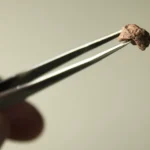 Sauropia macrorhinus: El hallazgo del tetrápodo más pequeño de Sudamérica