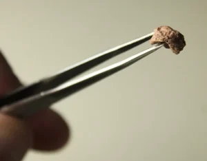 tetrápodo más pequeño de Sudamérica