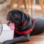 Mascotas en temporada de calor: Guía de cuidados esenciales