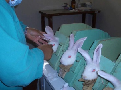 pruebas cosméticas en animales