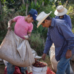 Exportaciones de café hondureño crecen 25 % y superan los 6.7 millones de quintales