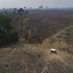 ¡El pulmón del mundo respira! La caída histórica de la tala ilegal en Brasil que alegra a todos