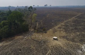 deforestación en la Amazonía brasileña