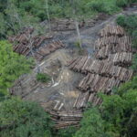 Mongabay reporta las cifras oficiales de la pérdida de bosque tropical en Latinoamérica durante 2025