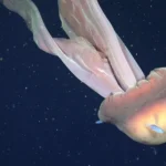 Científica argentina lidera históricos descubrimientos en el océano