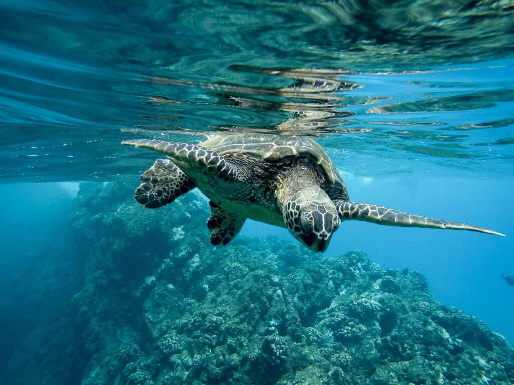 Día Mundial de los Océanos