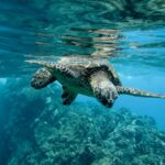 Descubre cómo América Latina rescata sus ecosistemas marinos del peligro de extinción