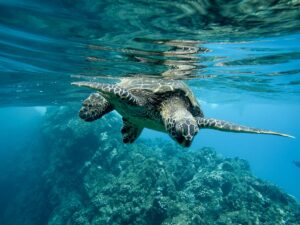 Día Mundial de los Océanos