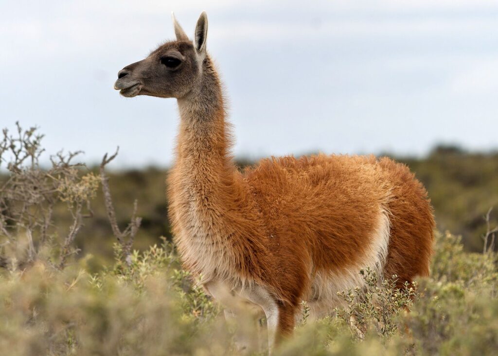 Guanaco