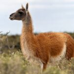 Guanaco silvestre salvaguarda el equilibrio ecológico de la Patagonia