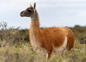Guanaco