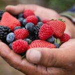 Revolución silenciosa: El auge de las berries y su impacto en el campo mexicano