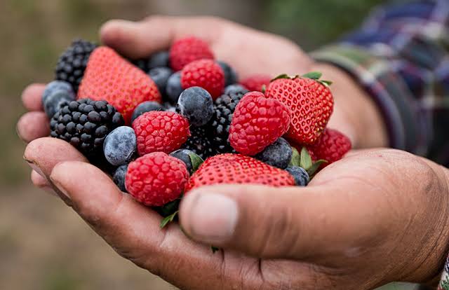 berries en México