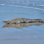 Alerta ecológica en Perú: Cocodrilos invaden nuevas zonas por el mar inusualmente hirviente