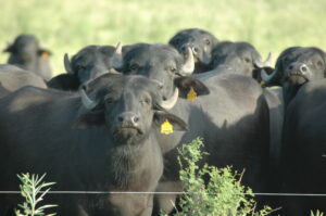 producción búfalo