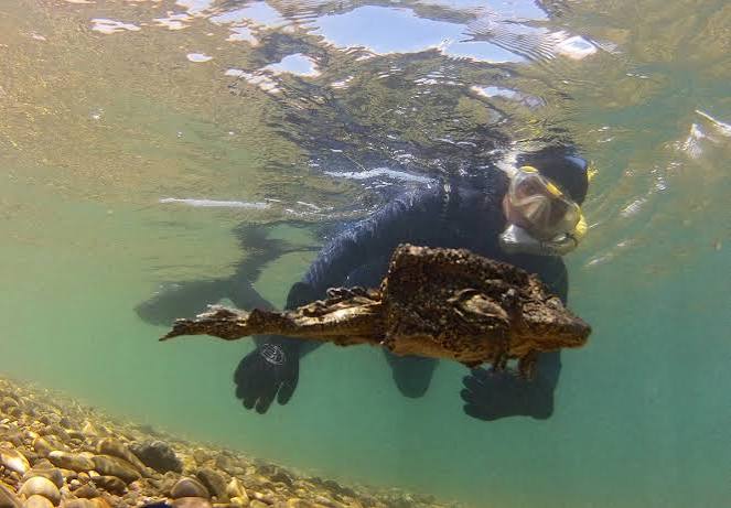 rana gigante del Titicaca