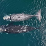 Los nuevos ojos en el mar que frenan la pesca ilegal en Latinoamérica
