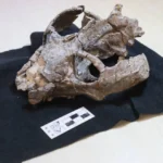 Un fósil de 236 millones de años hallado en Argentina desafía la evolución de los mamíferos