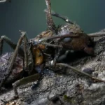 Hallan en Jalisco hongos zombis que manipulan a los insectos