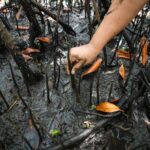 Avanza la restauración de manglares en El Salvador gracias al liderazgo comunitario femenino