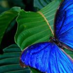 El cambio climático amenaza el brillo de las mariposas azules en el continente
