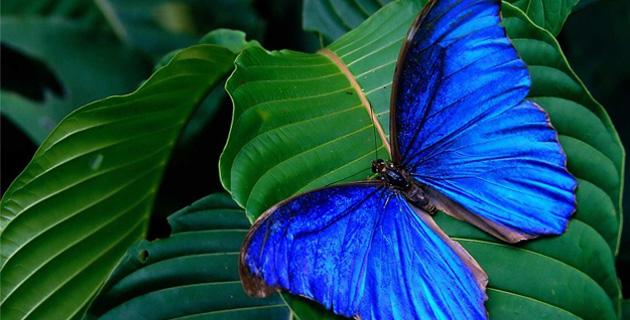 mariposas azules en Latinoamérica