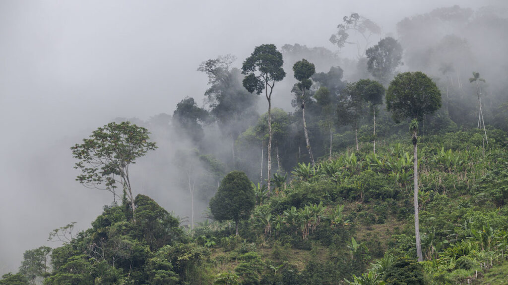 mercados de carbono en Latinoamérica
