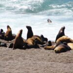 Alerta biológica en Ecuador: Población de pinnípedos en las islas cae un 50 %