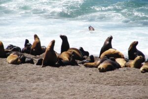 Alerta Biológica Ecuador pinnípedos