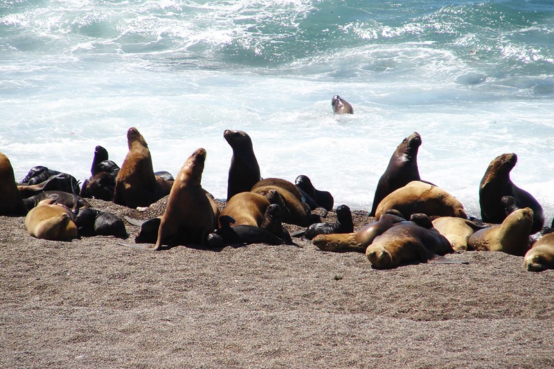 Alerta Biológica Ecuador pinnípedos
