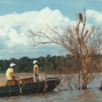 Mymba Kuéra: el histórico rescate de fauna silvestre durante la construcción de la represa de Itaipú