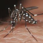 Florida en estado de emergencia local por mortífero repunte de dengue